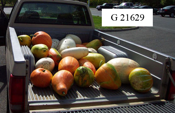 FRUIT