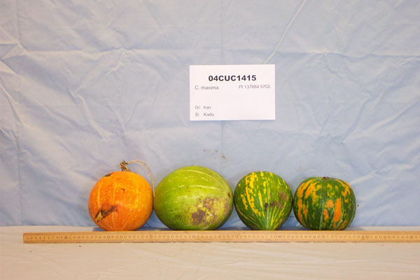 Click for 1 image(s) for this accession. FRUIT