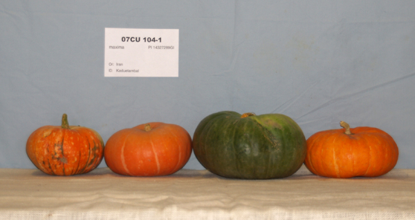 Click for 1 image(s) for this accession. FRUIT