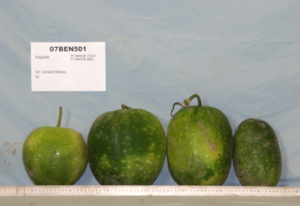 FRUIT