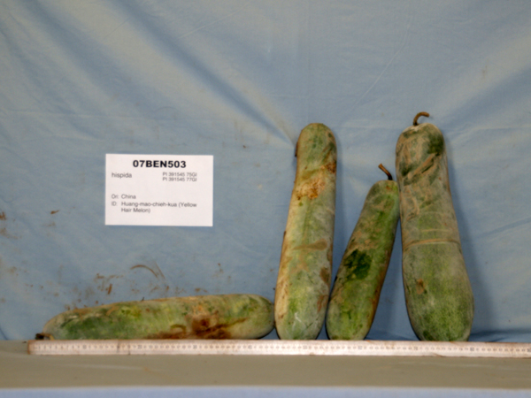 FRUIT