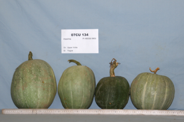 Click for 1 image(s) for this accession. FRUIT