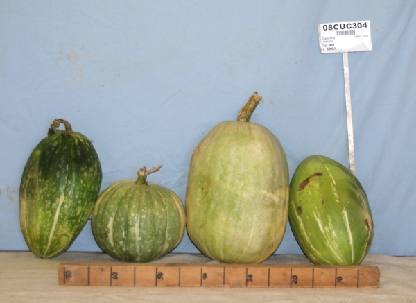 Click for 6 image(s) for this accession. FRUIT