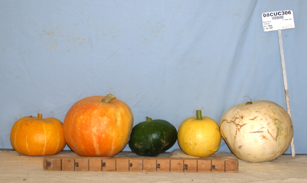 Click for 1 image(s) for this accession. FRUIT