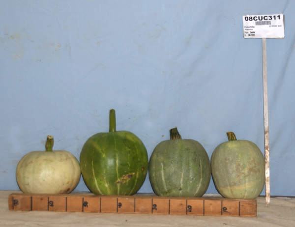Click for 1 image(s) for this accession. FRUIT