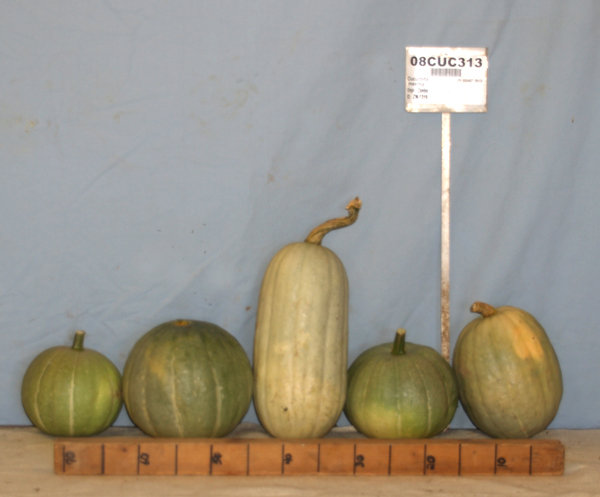 Click for 1 image(s) for this accession. FRUIT