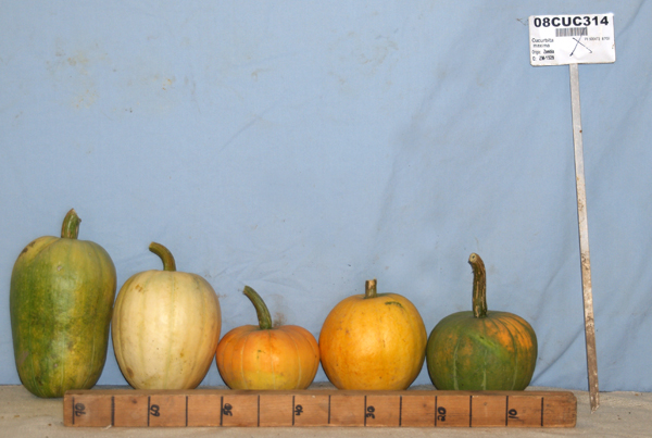 Click for 1 image(s) for this accession. FRUIT