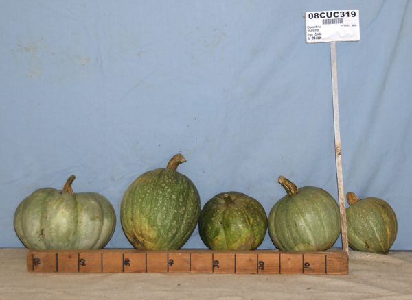 Click for 1 image(s) for this accession. FRUIT