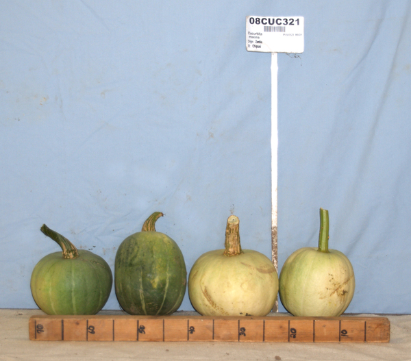 Click for 1 image(s) for this accession. FRUIT