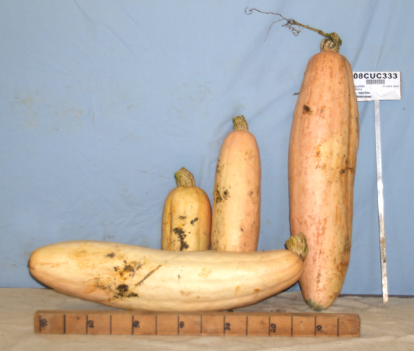 Click for 1 image(s) for this accession. FRUIT