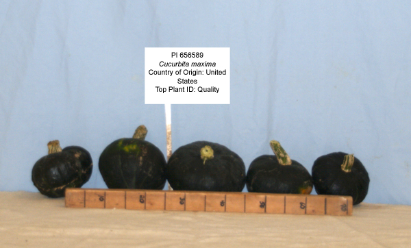 Click for 1 image(s) for this accession. FRUIT