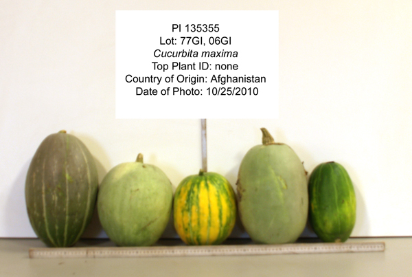 Click for 1 image(s) for this accession. FRUIT