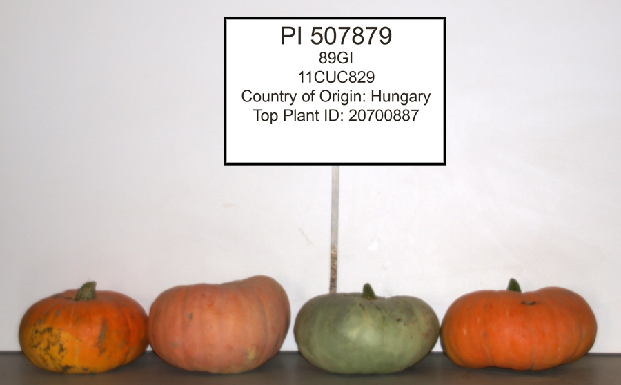 Click for 1 image(s) for this accession. FRUIT