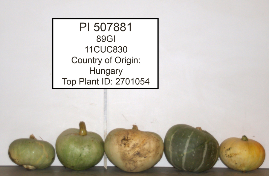 Click for 1 image(s) for this accession. FRUIT