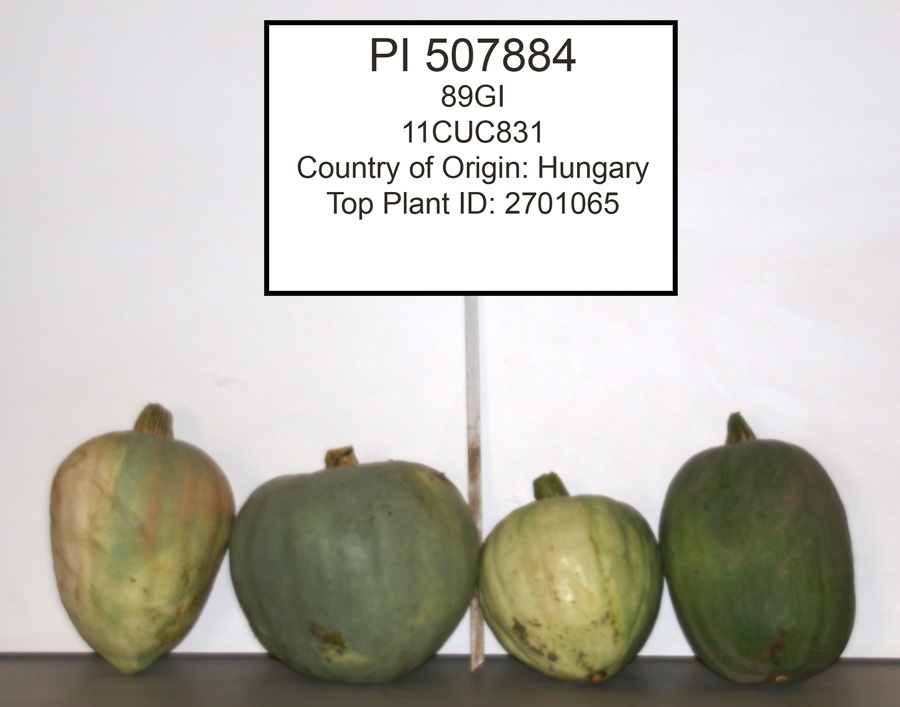 Click for 1 image(s) for this accession. FRUIT