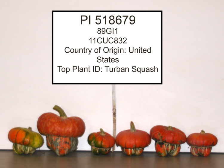 Click for 1 image(s) for this accession. FRUIT