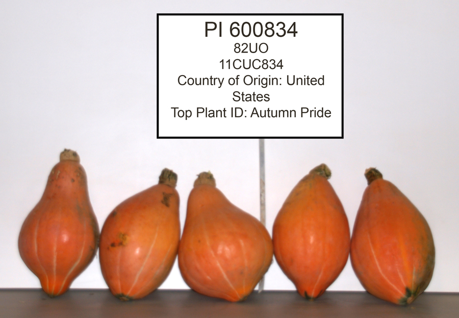 Click for 1 image(s) for this accession. FRUIT