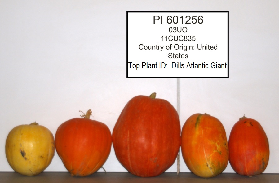 Click for 1 image(s) for this accession. FRUIT