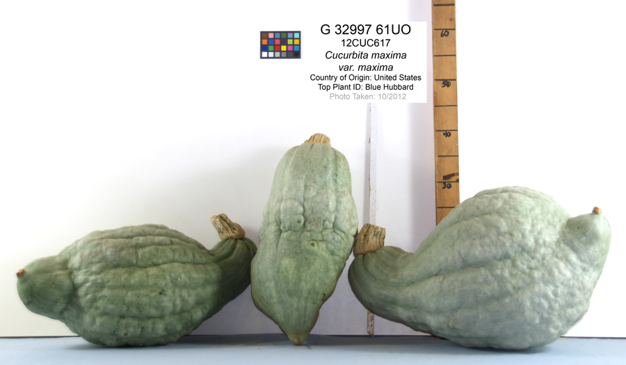 Click for 1 image(s) for this accession. FRUIT