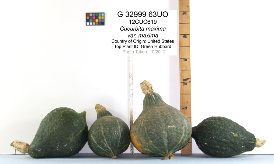 Click for 1 image(s) for this accession. FRUIT