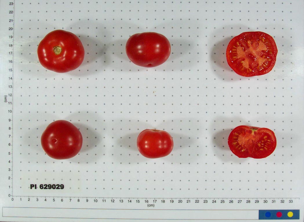 FRUIT