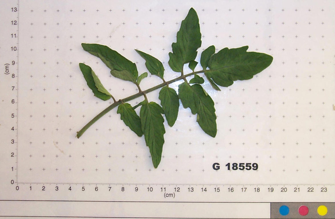 Click for 1 image(s) for this accession. LEAF