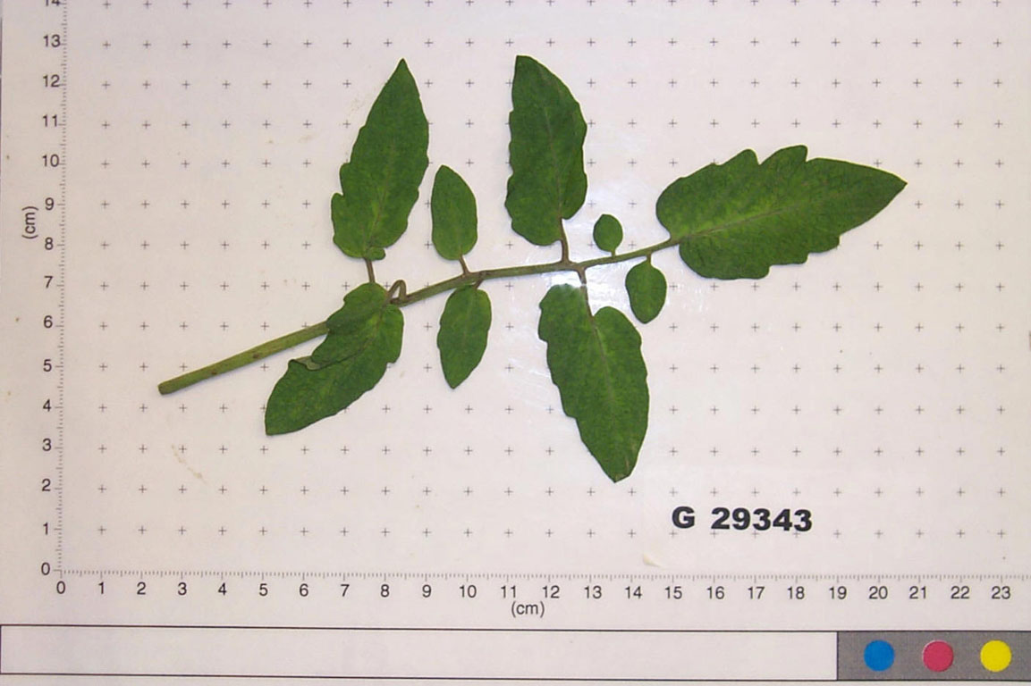 Click for 1 image(s) for this accession. LEAF