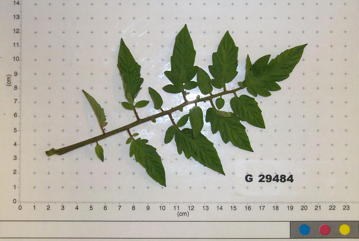 Click for 1 image(s) for this accession. LEAF