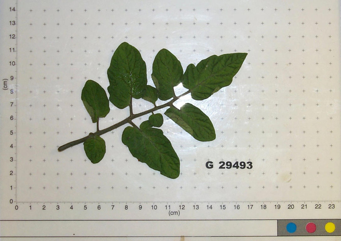 Click for 1 image(s) for this accession. LEAF