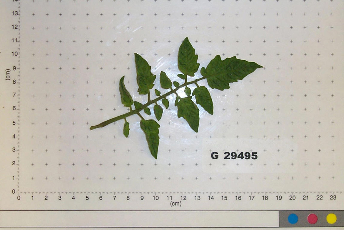 Click for 1 image(s) for this accession. LEAF