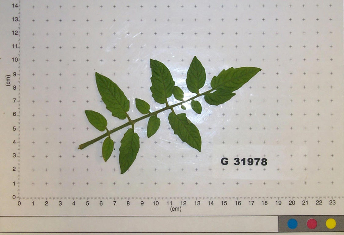 Click for 1 image(s) for this accession. LEAF