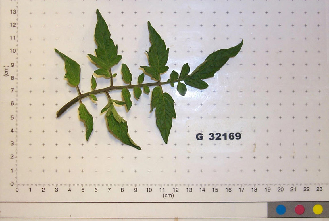 Click for 1 image(s) for this accession. LEAF
