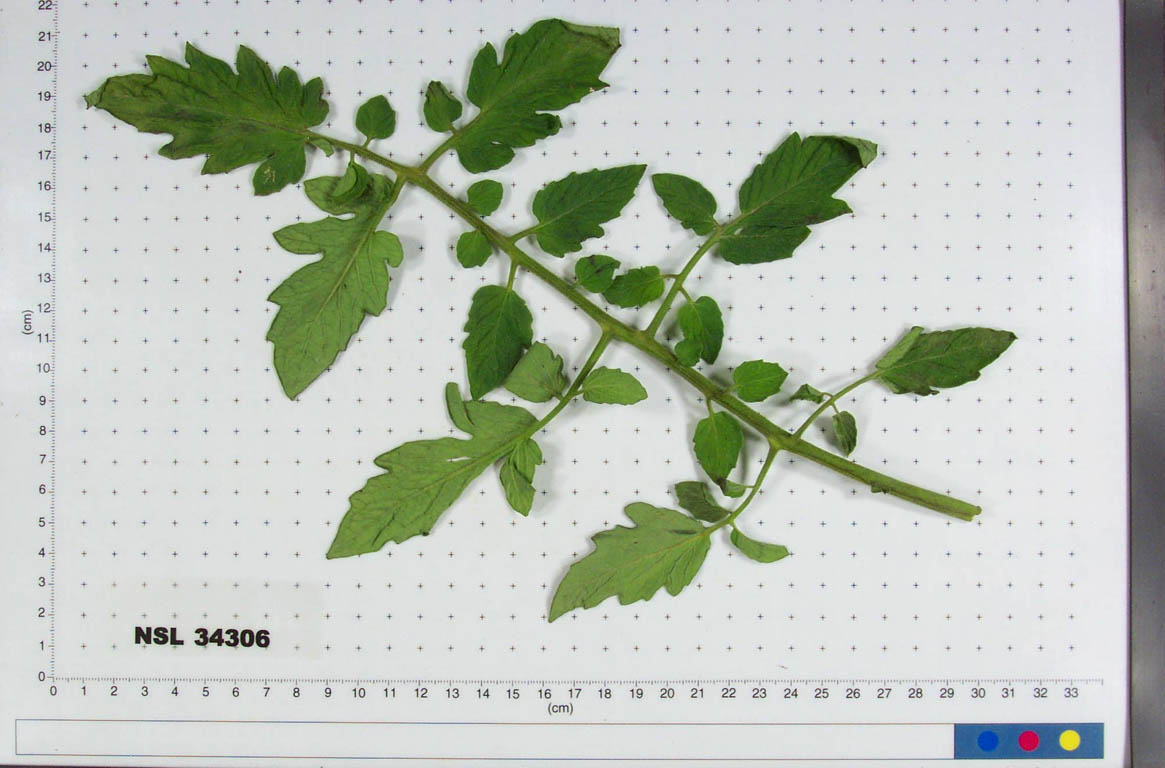 Click for 5 image(s) for this accession. LEAF