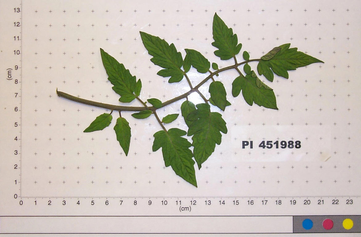 Click for 1 image(s) for this accession. LEAF