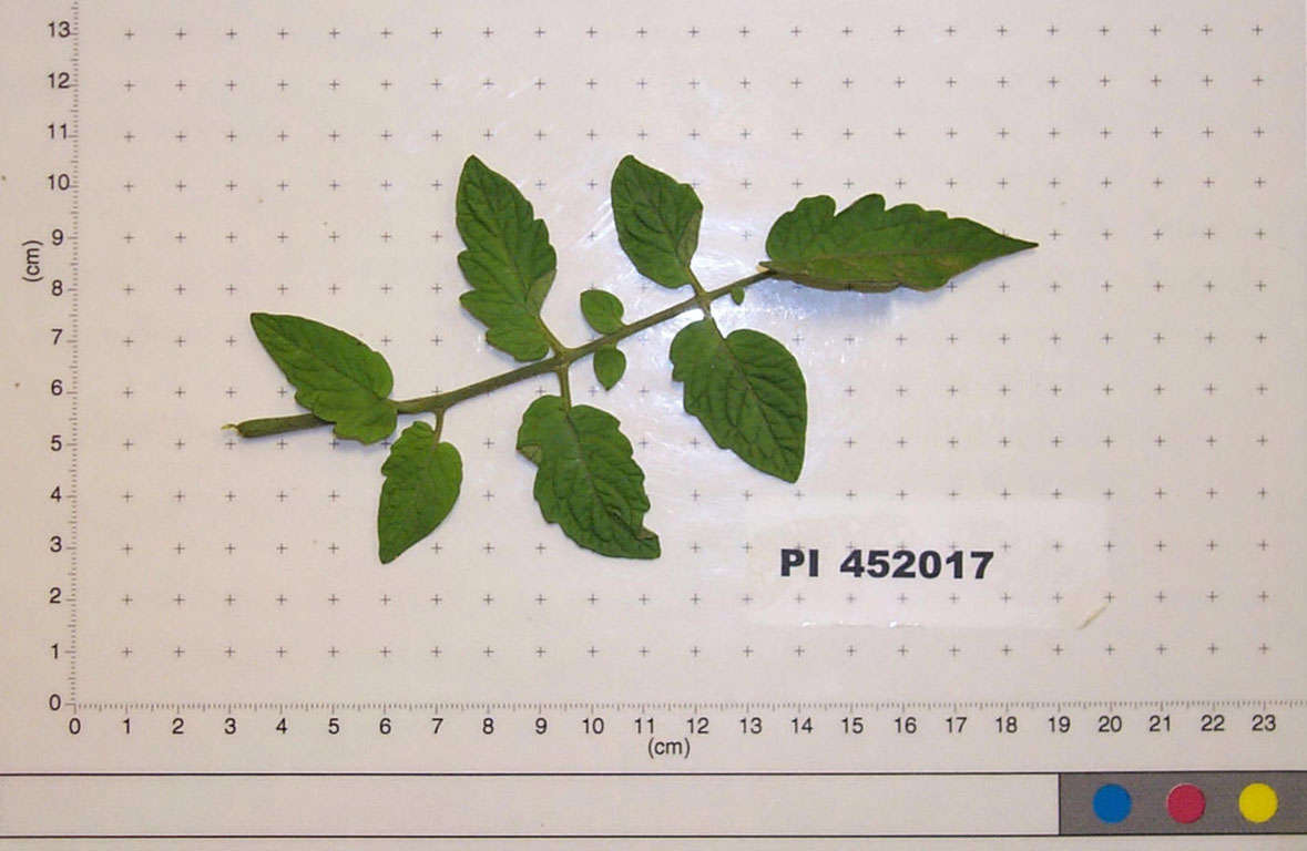 Click for 1 image(s) for this accession. LEAF