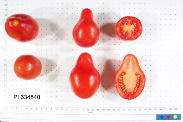 FRUIT