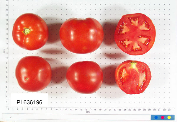 FRUIT