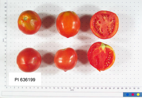 FRUIT
