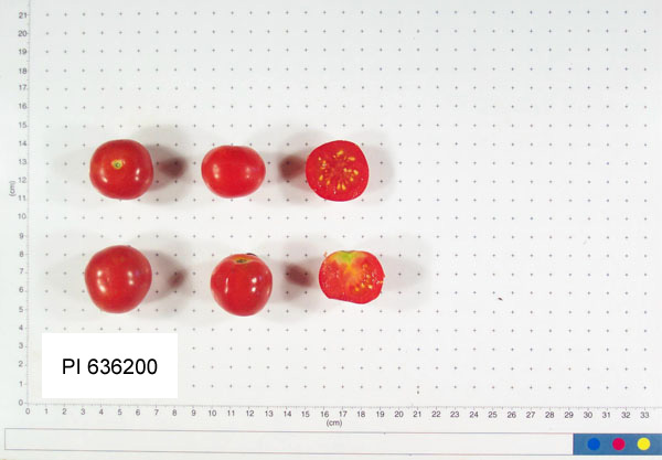 FRUIT
