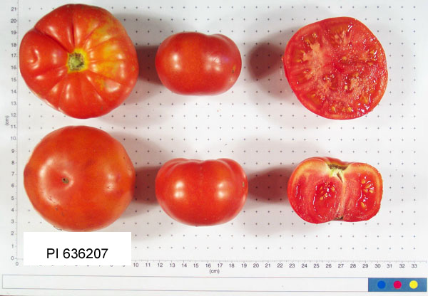 FRUIT