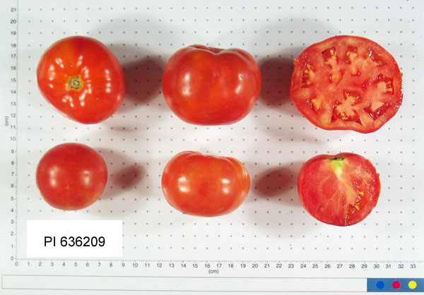 FRUIT