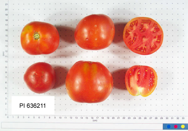 FRUIT