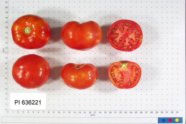 FRUIT