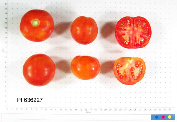FRUIT