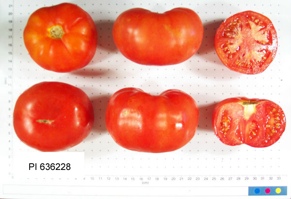 FRUIT