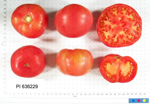 FRUIT