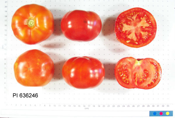 FRUIT