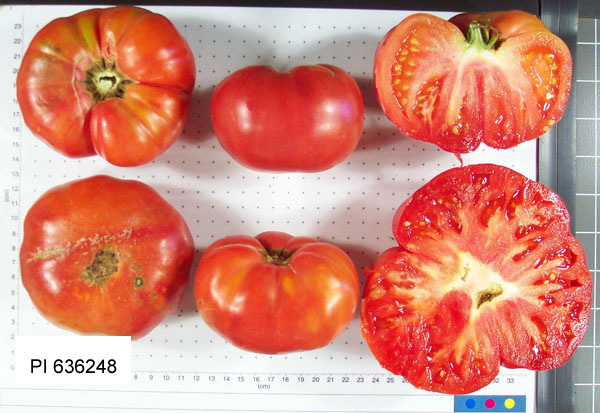 FRUIT