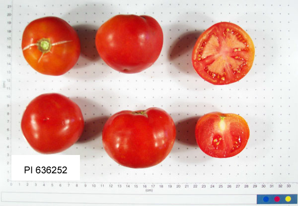 FRUIT
