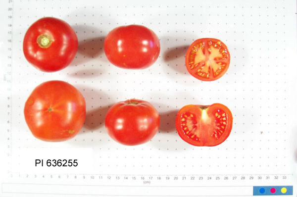 FRUIT